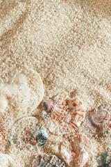 Colored Shells summer pattern on sandy beach, aesthetic nature still life, organic shapes, beauty nature background. Closeup seashells at Soft lighting, warm tones create natural, beachy mood