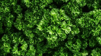 Fototapeta premium Fresh Parsley Leaves Close-Up on Green Background for Culinary Use