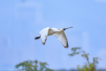 Black-Faced Spoonbill in Flight Over Wetland, Mai Po Natural Reserve, Hong Kong