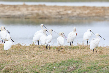 Flock of Black-Faced Spoonbills and Eurasian spoonbills in Natural Habitat, Mai Po Natural Reserve, Hong Kong