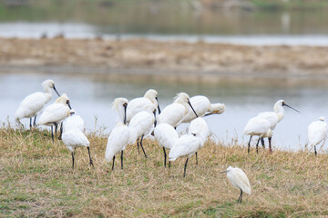 Flock of Black-Faced Spoonbills and Eurasian spoonbills in Natural Habitat, Mai Po Natural Reserve, Hong Kong