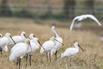 Flock of Black-Faced Spoonbills and Eurasian spoonbills in Natural Habitat, Mai Po Natural Reserve, Hong Kong
