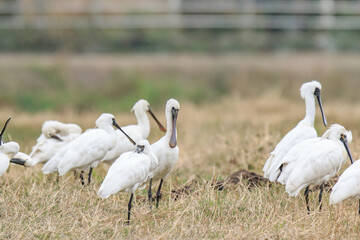 Flock of Black-Faced Spoonbills and Eurasian spoonbills in Natural Habitat, Mai Po Natural Reserve, Hong Kong
