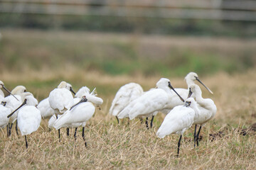 Flock of Black-Faced Spoonbills and Eurasian spoonbills in Natural Habitat, Mai Po Natural Reserve, Hong Kong