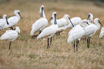 Flock of Black-Faced Spoonbills and Eurasian spoonbills in Natural Habitat, Mai Po Natural Reserve, Hong Kong