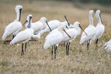 Flock of Black-Faced Spoonbills and Eurasian spoonbills in Natural Habitat, Mai Po Natural Reserve, Hong Kong