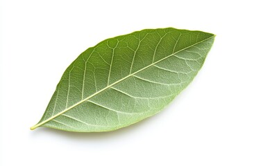 Fresh Green Bay Leaf Isolated on White Background for Culinary Use
