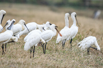 Flock of Black-Faced Spoonbills and Eurasian spoonbills in Natural Habitat, Mai Po Natural Reserve, Hong Kong
