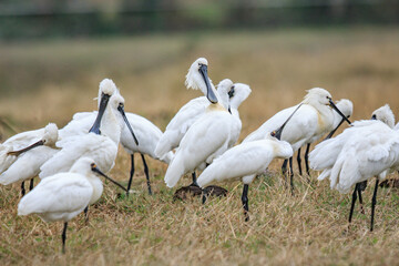 Flock of Black-Faced Spoonbills and Eurasian spoonbills in Natural Habitat, Mai Po Natural Reserve,...