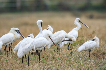 Flock of Black-Faced Spoonbills and Eurasian spoonbills in Natural Habitat, Mai Po Natural Reserve, Hong Kong