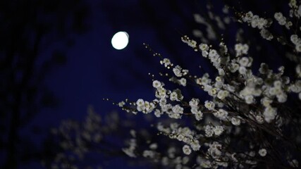 Tokyo, Japan - February 18, 2025:  Blossoms and white ume or Japanese apricot, and shining moon
