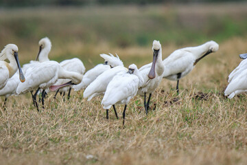 Flock of Black-Faced Spoonbills and Eurasian spoonbills in Natural Habitat, Mai Po Natural Reserve, Hong Kong