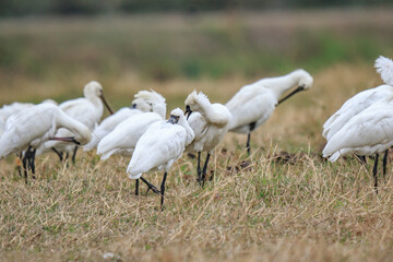 Flock of Black-Faced Spoonbills and Eurasian spoonbills in Natural Habitat, Mai Po Natural Reserve, Hong Kong
