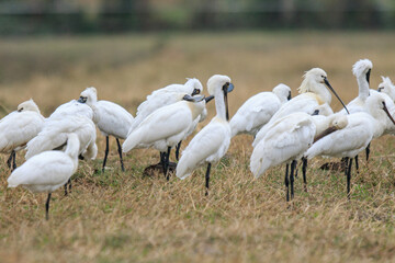 Flock of Black-Faced Spoonbills and Eurasian spoonbills in Natural Habitat, Mai Po Natural Reserve, Hong Kong