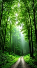 Obraz premium Tranquil Path Through Lush Green Forest with Sunlight Rays