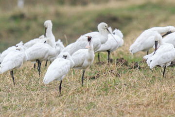 Flock of Black-Faced Spoonbills and Eurasian spoonbills in Natural Habitat, Mai Po Natural Reserve, Hong Kong