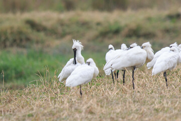 Flock of Black-Faced Spoonbills and Eurasian spoonbills in Natural Habitat, Mai Po Natural Reserve, Hong Kong