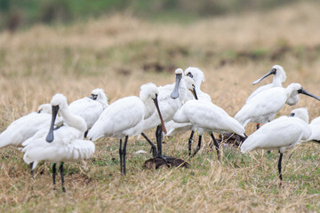 Flock of Black-Faced Spoonbills and Eurasian spoonbills in Natural Habitat, Mai Po Natural Reserve, Hong Kong