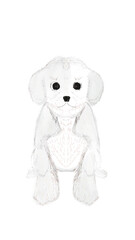 dachshund puppy black and white on white background