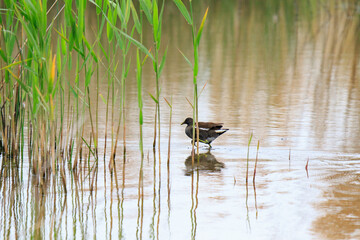 Moorhen Wading Through Reeds in a Shallow Pond