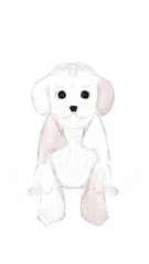 dachshund puppy baby brown on white background