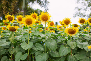 Sunflowers are blooming profusely on the stems.