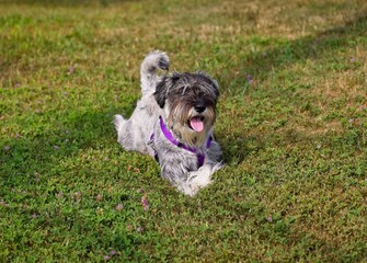 A standard schnauzer laying on the grass. The dog has his natural ears and tail and is wearing a purple harness and sticking out his tongue.