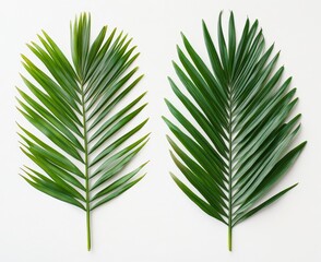 Fresh Green Palm Leaves on White Background for Natural Design