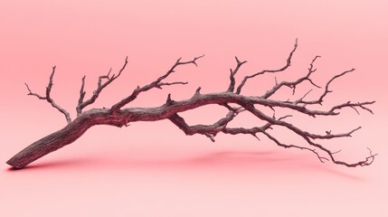 Obraz premium Dry Twisted Branch on Pink Background - Natural Minimalist Aesthetic