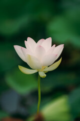 Obraz premium 蓮の花