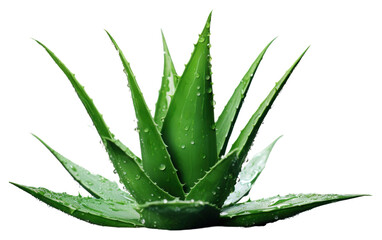 PNG Aloe vera plant xanthorrhoeaceae freshness medicine.