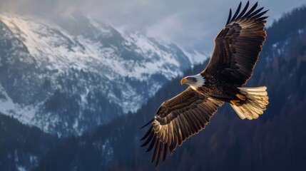 Obraz premium Majestic eagle soaring, snowy mountains backdrop