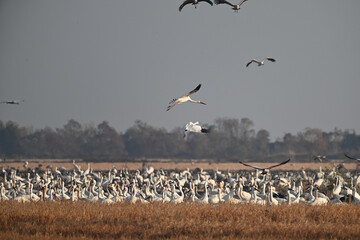 Obraz premium flock of seagulls