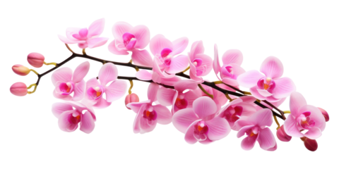 PNG Pink Orchid Flower flower orchid blossom.