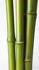 Obraz premium Close-up view of vibrant green bamboo stalks against a white background