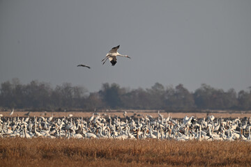 flock of birds in flight