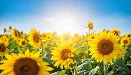 Obraz premium Sunflowers blooming in a bright field