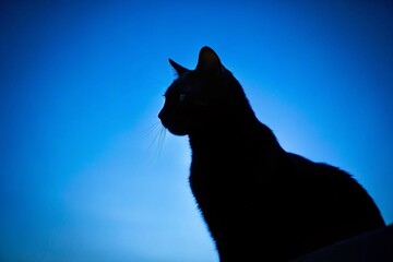 Minimalist Cat Silhouette Against Vibrant Blue Sky - Peaceful Feline Stock Photo