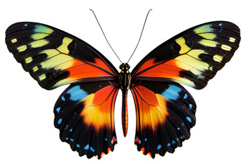 Obraz premium A Colorful Butterfly – Top View with Left-Right Symmetry
