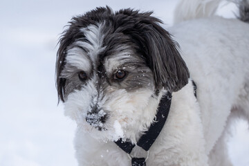 Fototapeta premium Close-up of black and white Havanese Dog in Snow looking at camera