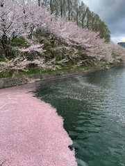 Cherry Blossoms Floating on a Tranquil River in Spring