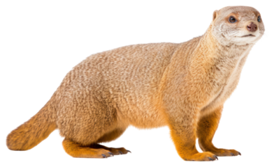 PNG Egyptian mongoose wildlife animal mammal.