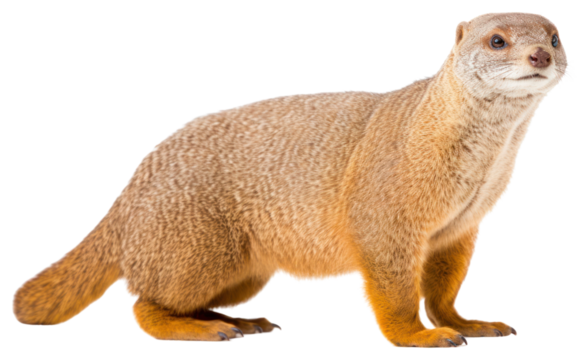 PNG Egyptian mongoose wildlife animal mammal.