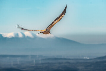 seagull in flight
