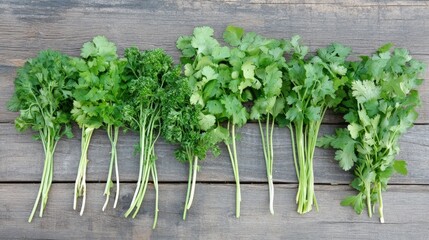 Fototapeta premium Fresh Herb Collection: A vibrant assortment of fresh green herbs, perfectly arranged, offering a sensory delight of color and aroma.
