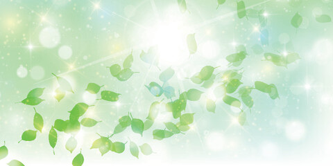 Fototapeta premium 新緑 葉 風景 背景