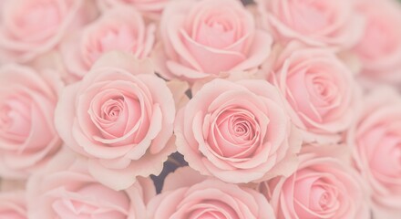 Fototapeta premium Close up image showcasing a beautiful arrangement of delicate pink roses