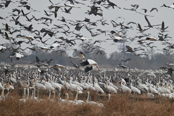 flock of seagulls on the beach