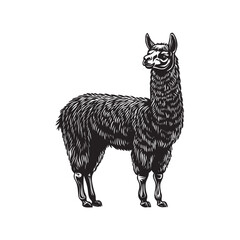 illustration of a llama