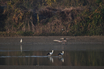 swans on the lake
